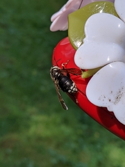 Dolichovespula maculata