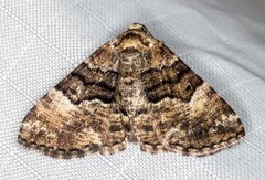 Aporoctena scierodes