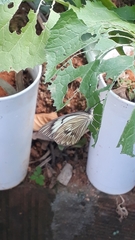 Ascia monuste orseis