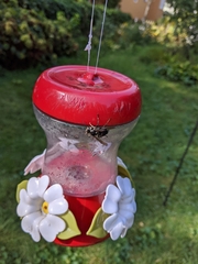 Dolichovespula maculata