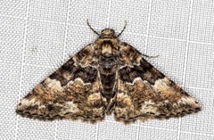 Aporoctena scierodes