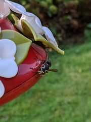 Dolichovespula maculata