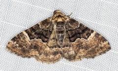 Aporoctena scierodes