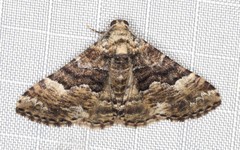 Aporoctena scierodes