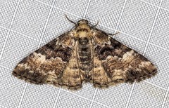 Aporoctena scierodes