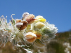 Aspalathus altissima