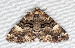 Aporoctena scierodes