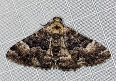 Aporoctena scierodes