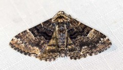 Aporoctena scierodes