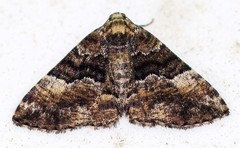 Aporoctena scierodes