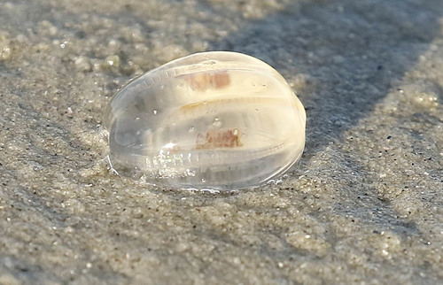 Sea Gooseberry, photo 8 of 8