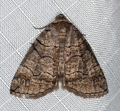 Dysbatus singularis