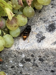 Vespa velutina nigrithorax