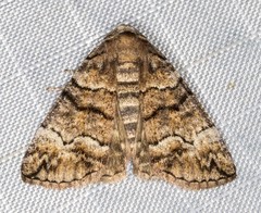 Dysbatus singularis