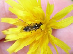 Platycheirus albimanus