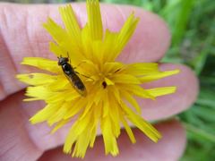 Platycheirus albimanus