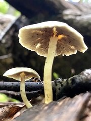 Fungi