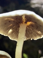 Fungi