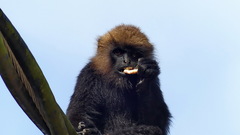Semnopithecus johnii