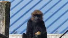Semnopithecus johnii