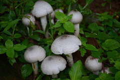 Termitomyces