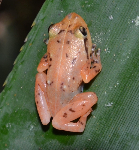 Ambatoharanana Whistling Frog