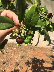 Eugenia brasiliensis