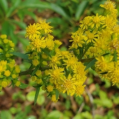 Solidago puberula puberula