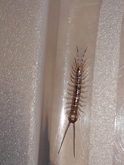 Lithobius