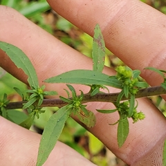 Solidago puberula puberula