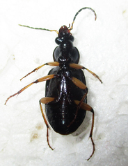 Chlaenius perspicillaris