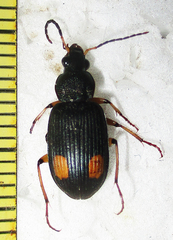 Chlaenius perspicillaris