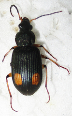 Chlaenius perspicillaris