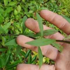 Solidago puberula puberula