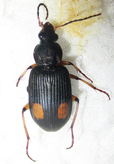Chlaenius perspicillaris