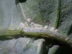 Pustula spinulosa
