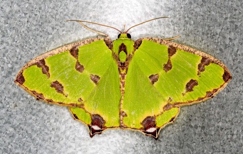 Agathia pisina Butler, 1887