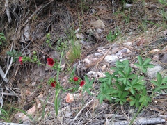 Potentilla thurberi