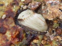 Barbatia virescens