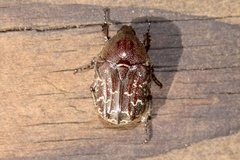 Euphoria sepulcralis