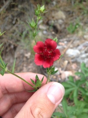 Potentilla thurberi