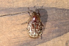 Euphoria sepulcralis