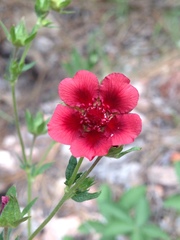 Potentilla thurberi