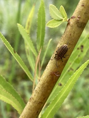 Neolochmaea dilatipennis