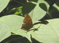 Polygonia comma