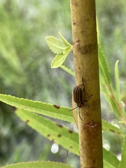 Neolochmaea dilatipennis