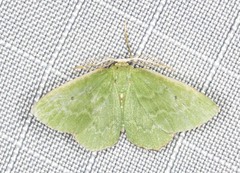 Cenochlora quieta