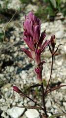 Castilleja raupii