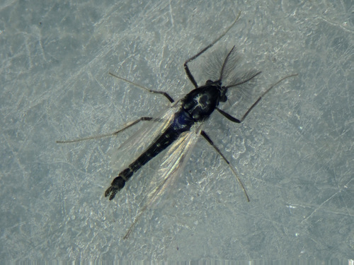 Halocladius varians