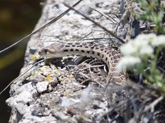 Pituophis catenifer